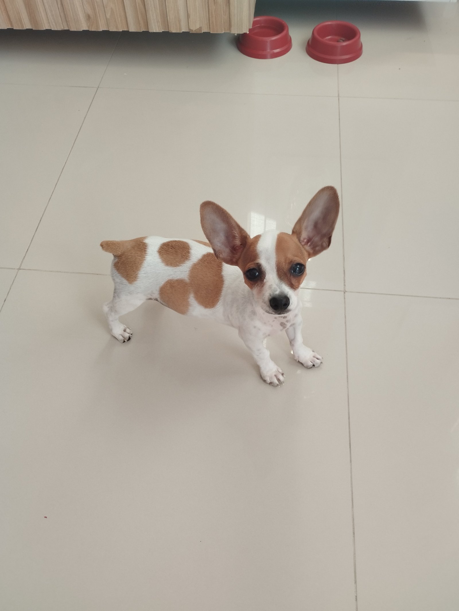 Pinscher 01 - Foto 1