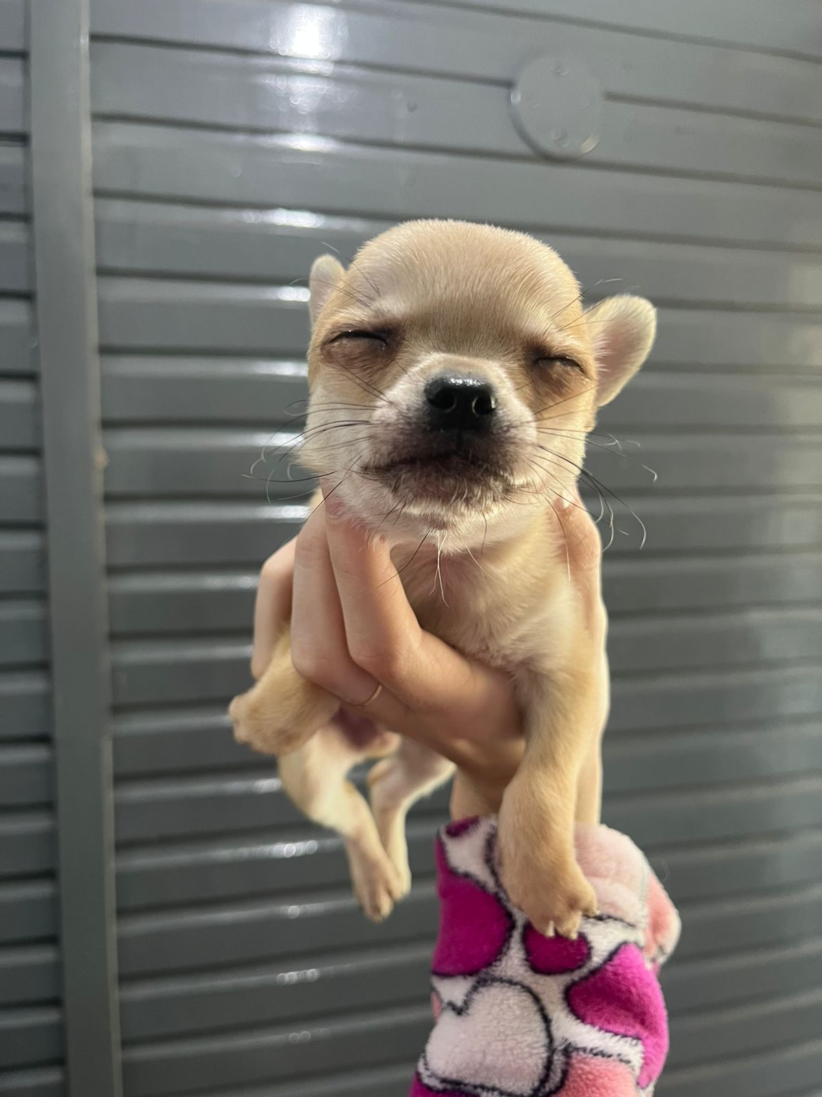 Portal Vendocão Filhotes Chihuahua  CANOAS