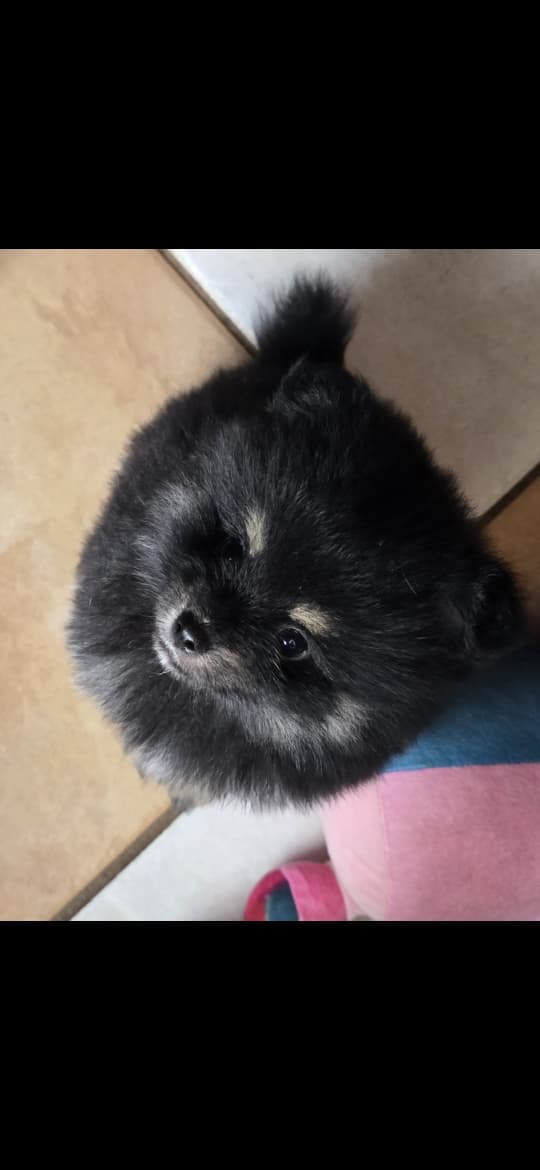 Portal Vendocão Filhotes de Lulu da Pomerania  Hortolândia