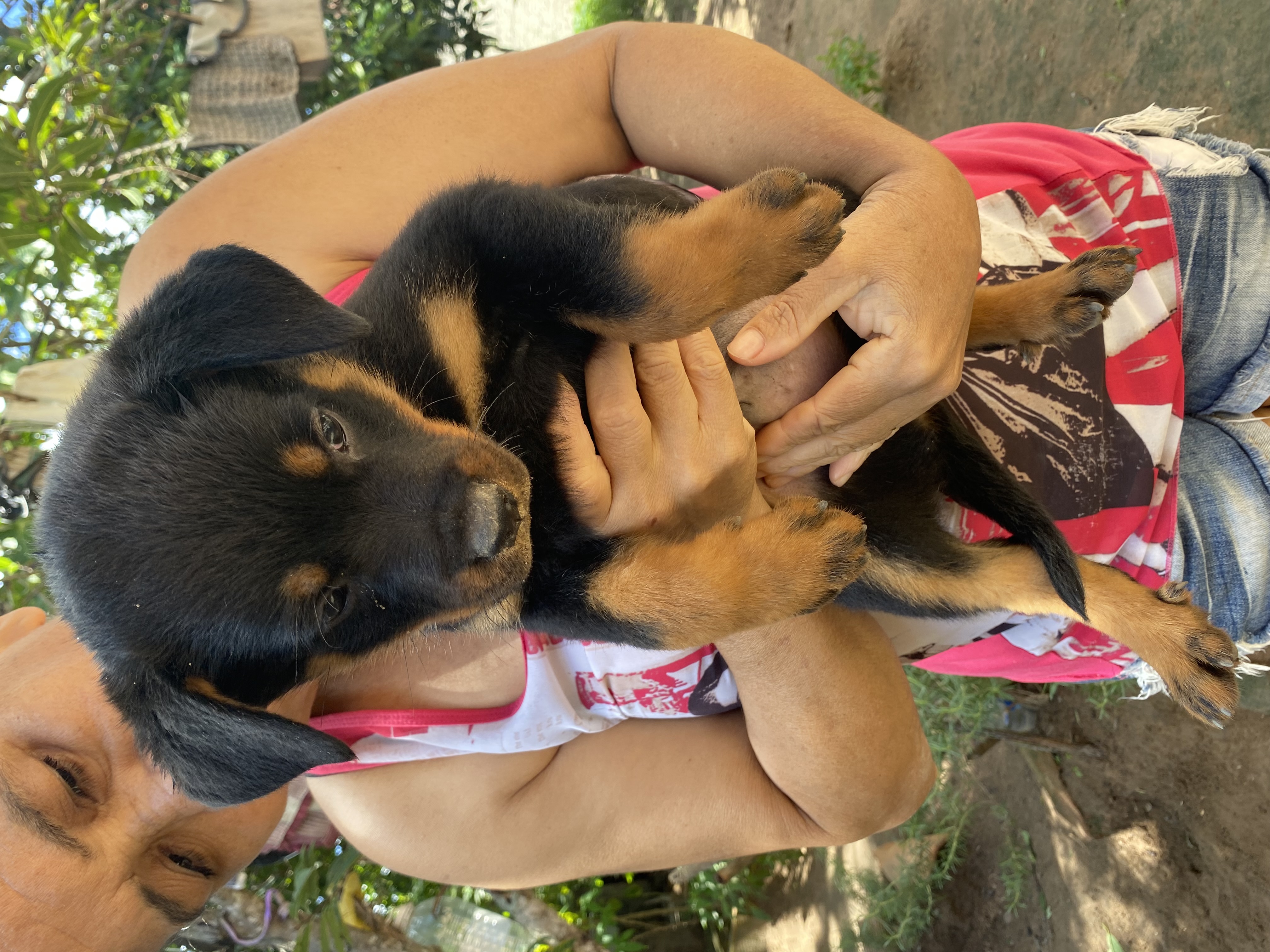 Portal Vendocão Filhote fêmea cabeça de touro Rottweiler  Feira de santana 