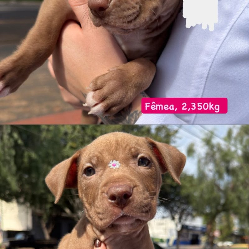 Vendo filhotes de pitbull femea e macho - Foto 1