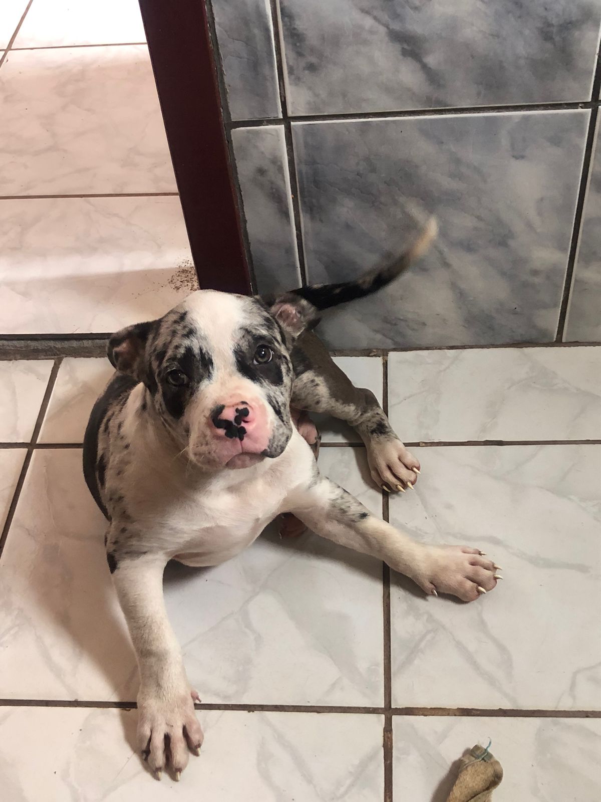 American Bully - Foto 1