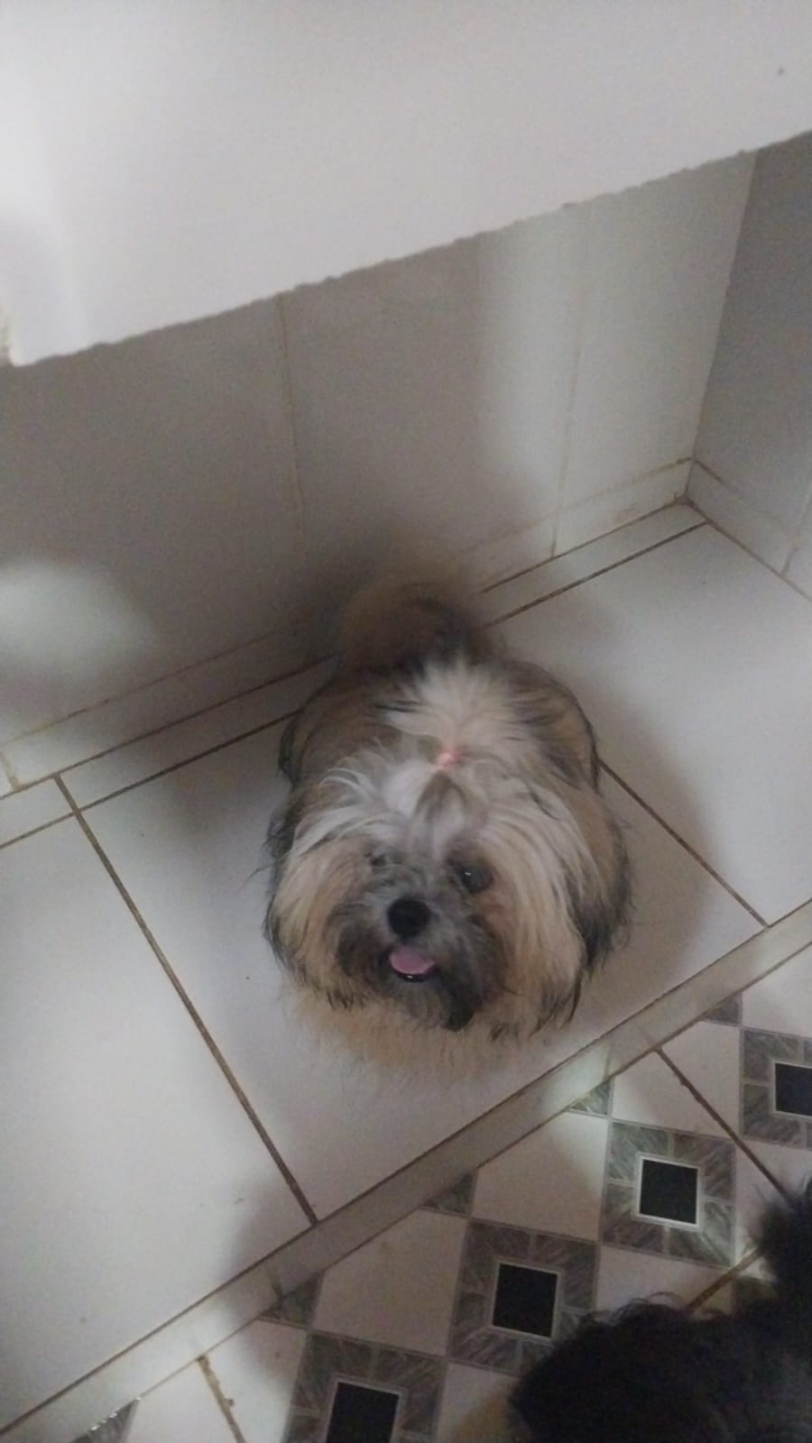 Portal Vendocão Venda de Shitzu  Barão de juparanã.valença