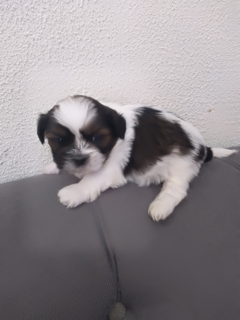 Portal Vendocão Vende filhote de lhasa apso Diadema