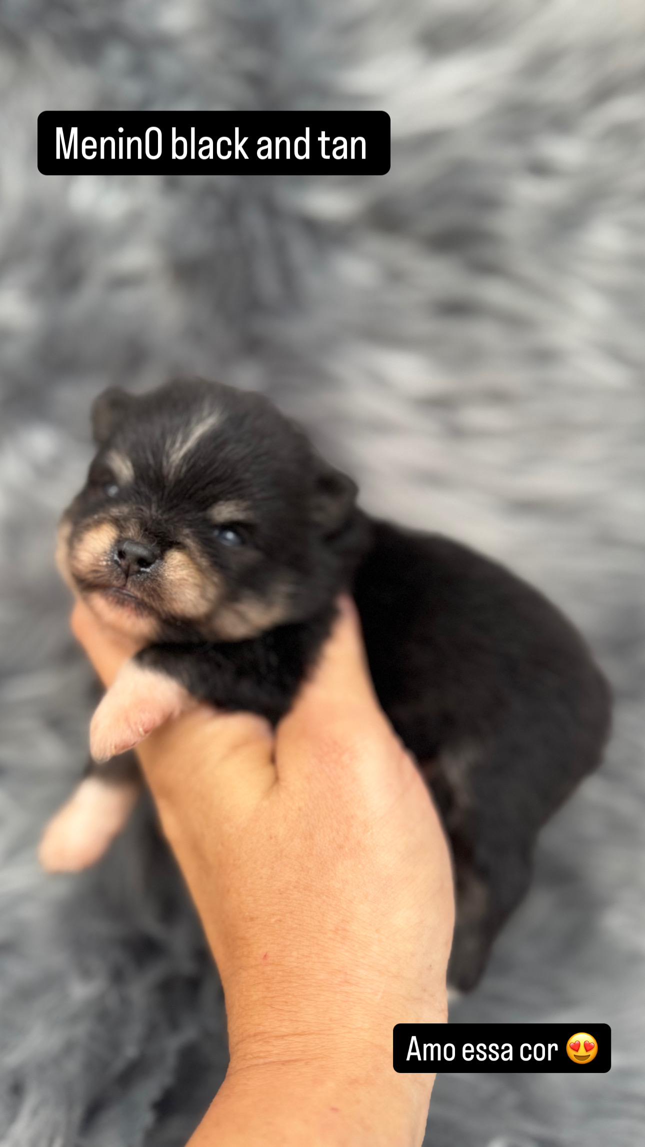 Portal Vendocão Spitz alemão anao  Castelo 