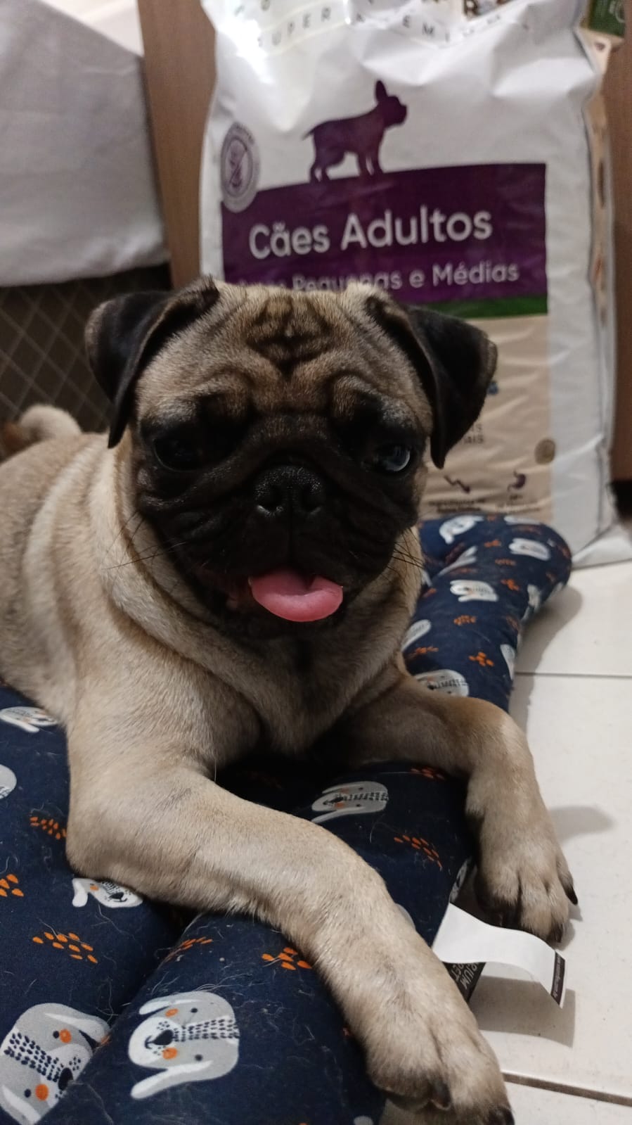 Portal Vendocão Vendo Pug femea - 9 meses João Pessoa