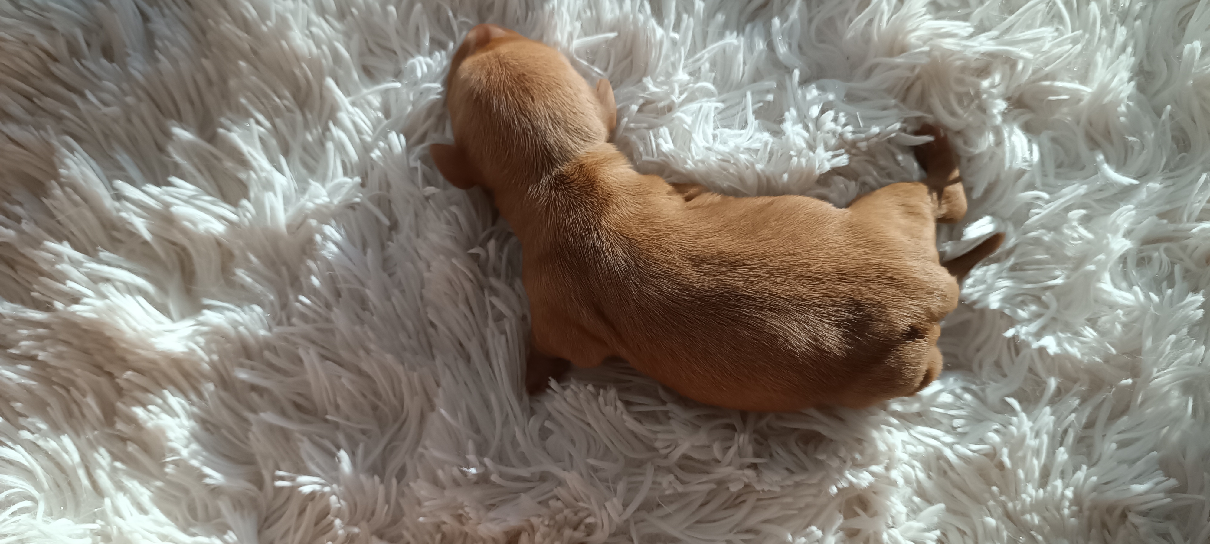 Portal Vendocão Filhotes teckel Basset dachshund  Araruama