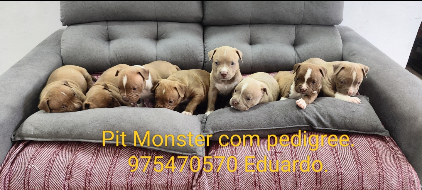 Portal Vendocão Pit Monster American Bully filhotes com pedigree  São João de Meriti