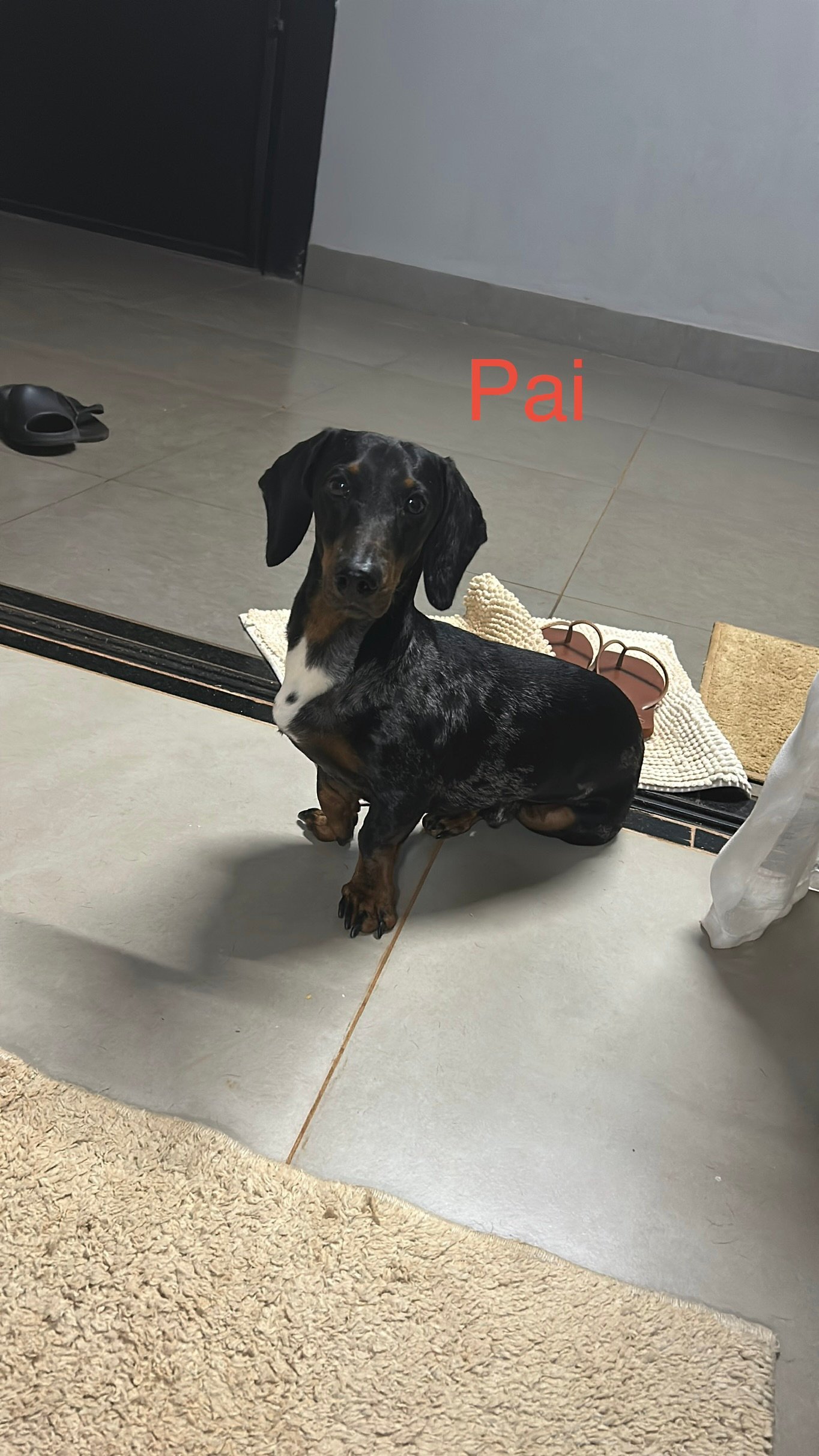 Filhote Dachshund Salsicha Teckel Macho
