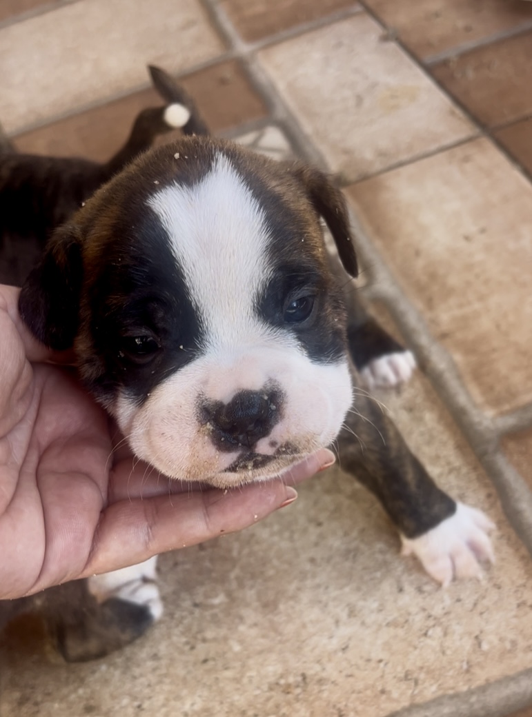 Portal Vendocão Filhotes American Bully Pocket  Guarujá 