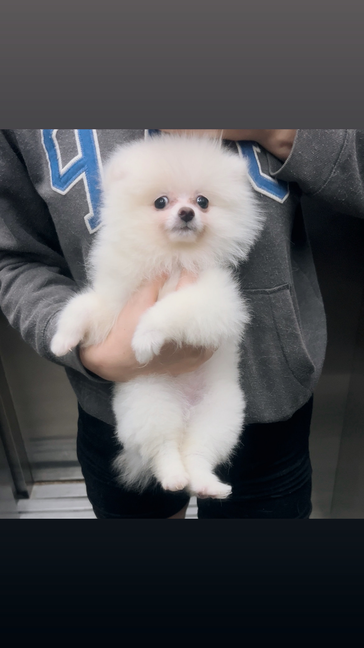 Portal Vendocão Lulu da Pomerania fêmea  Belo Horizonte 