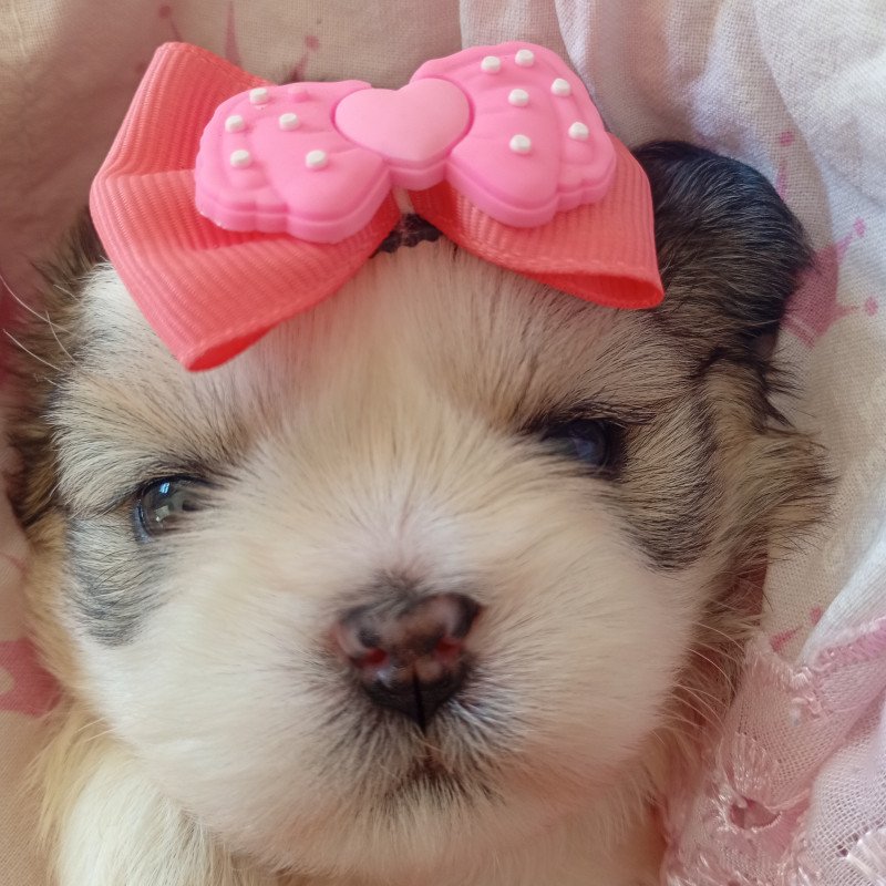 Vendo filhote de shih Tzu linda e pura muito dócil - Foto 1