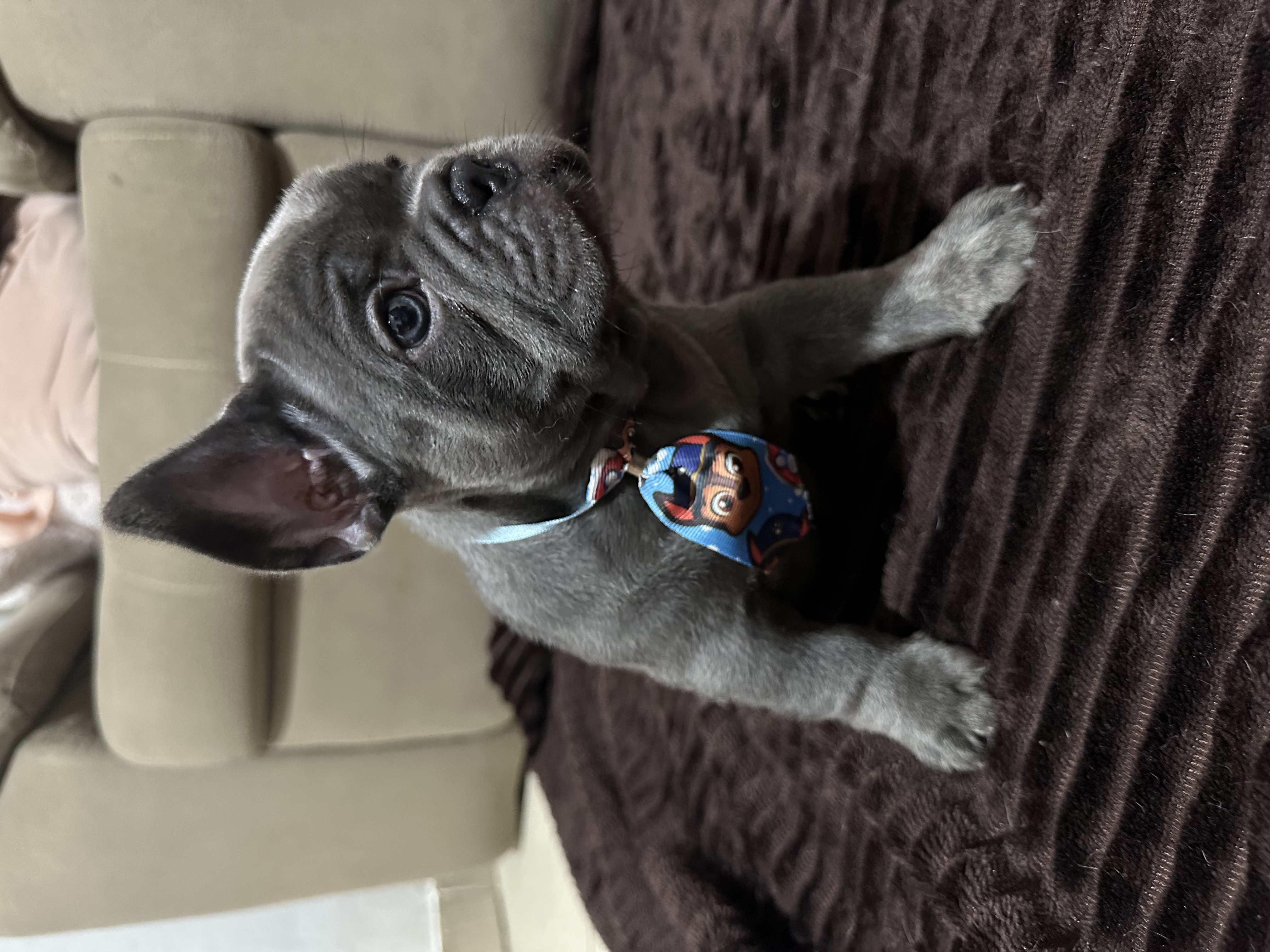 Vendo buldogue francês 