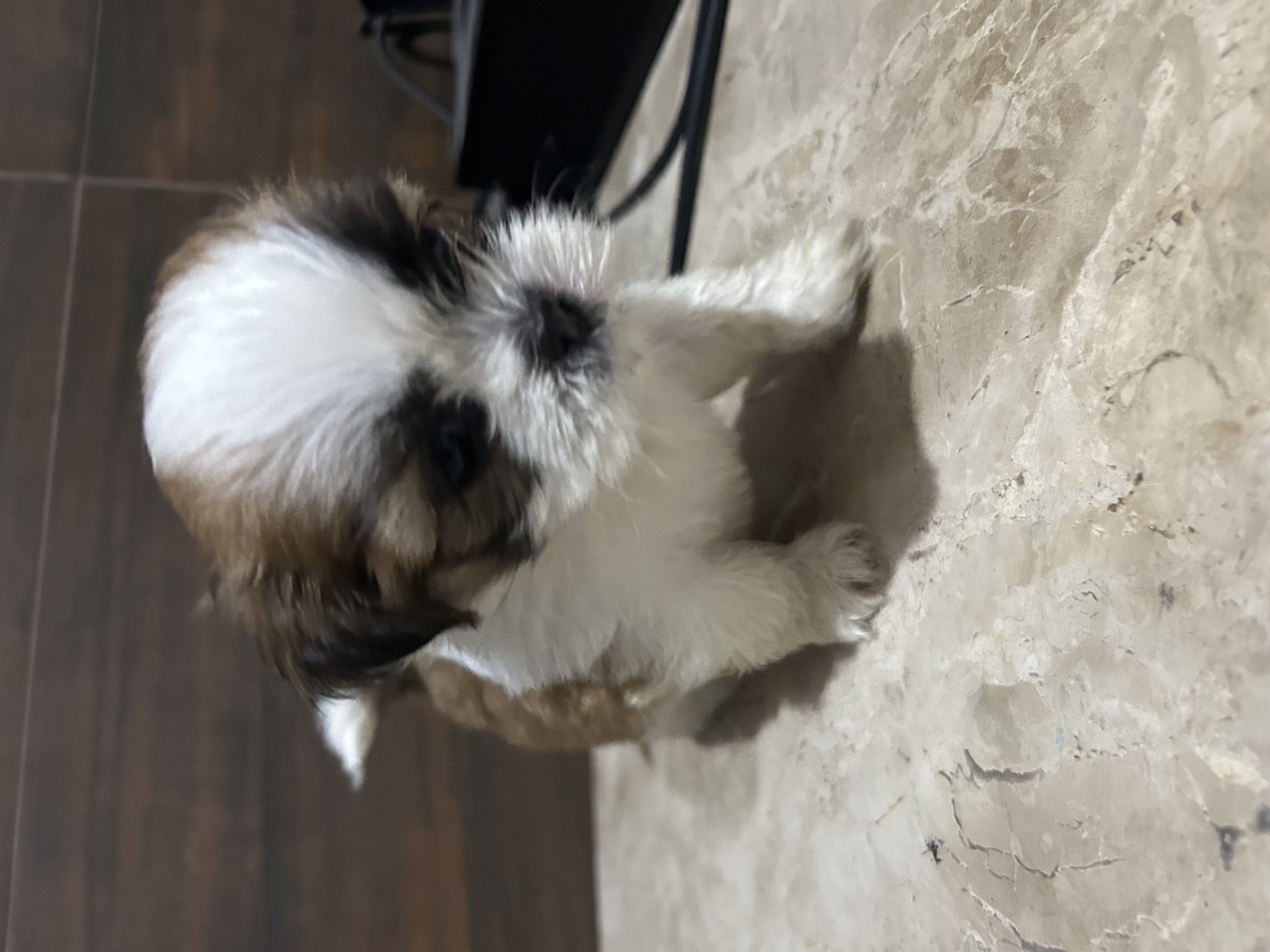 Portal Vendocão Filhotes da raça Shih Tzu Várzea nova