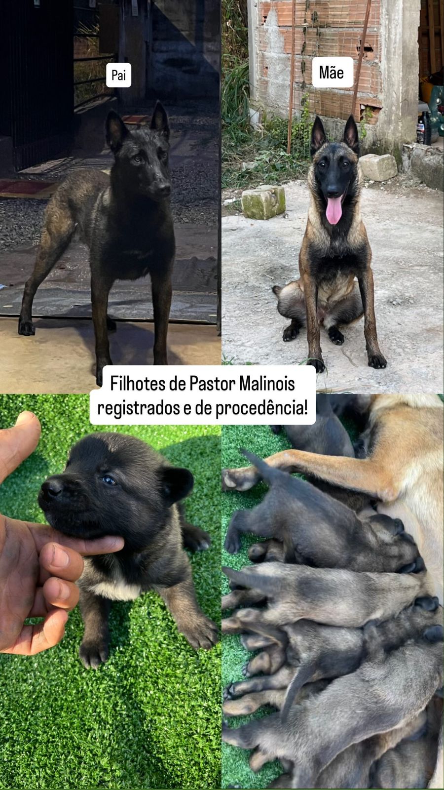 Filhote Pastor Belga Malinois 