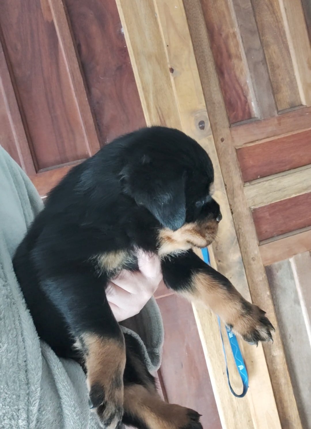 Filhotes de Rottweiler  - Foto 4
