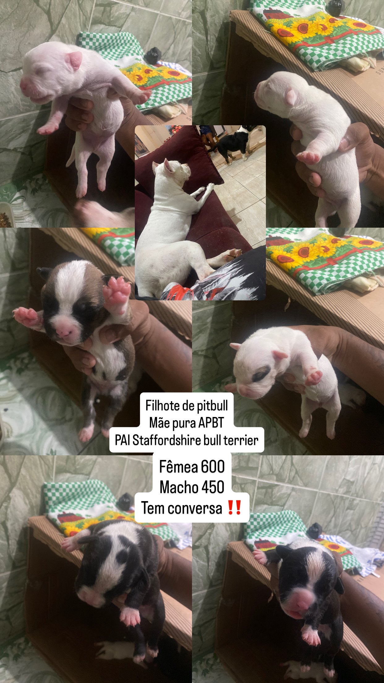 Vendo filhote de pit bull 