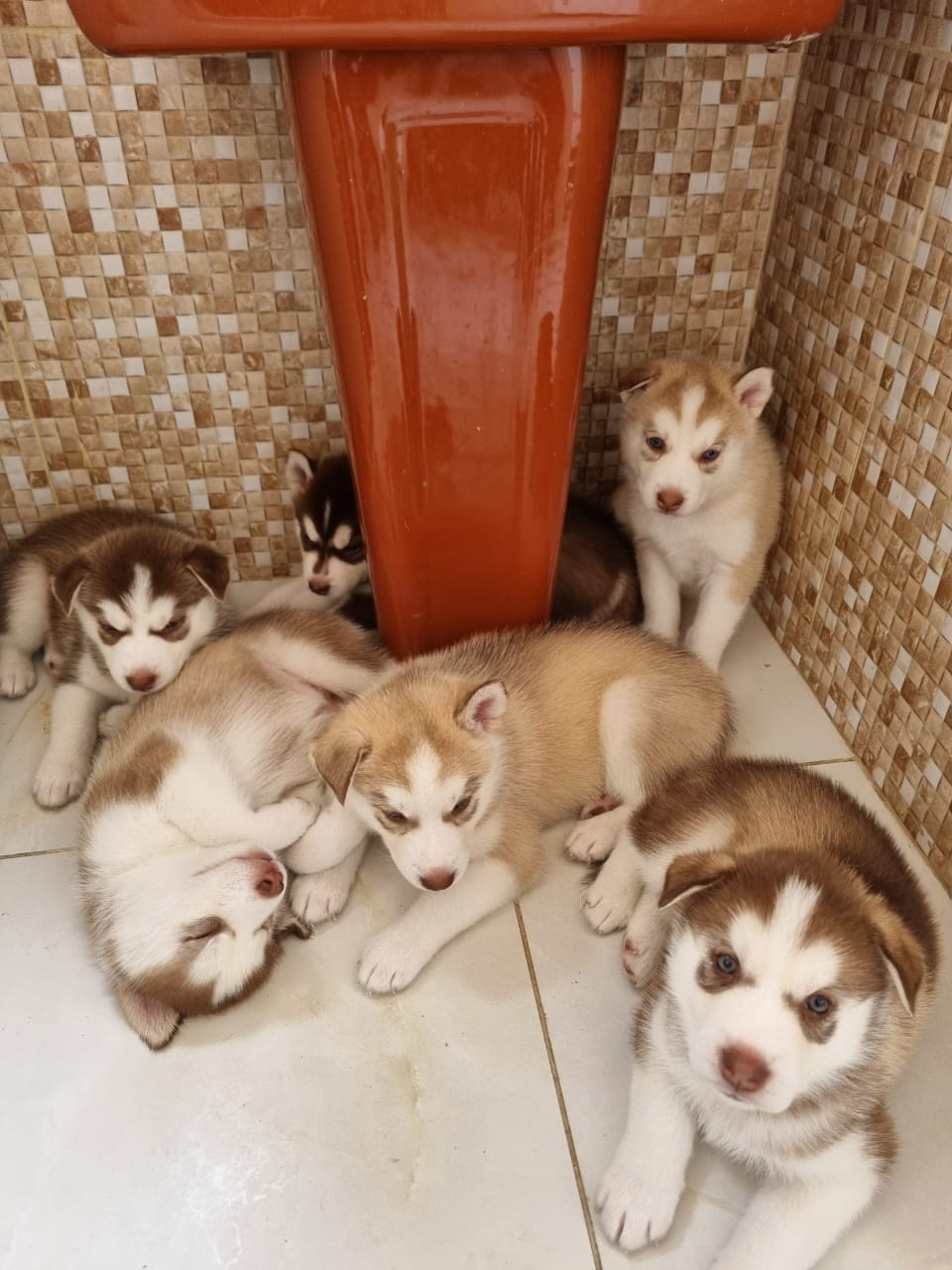 Portal Vendocão Filhotinho de Husky Siberiano  Rio de Janeiro