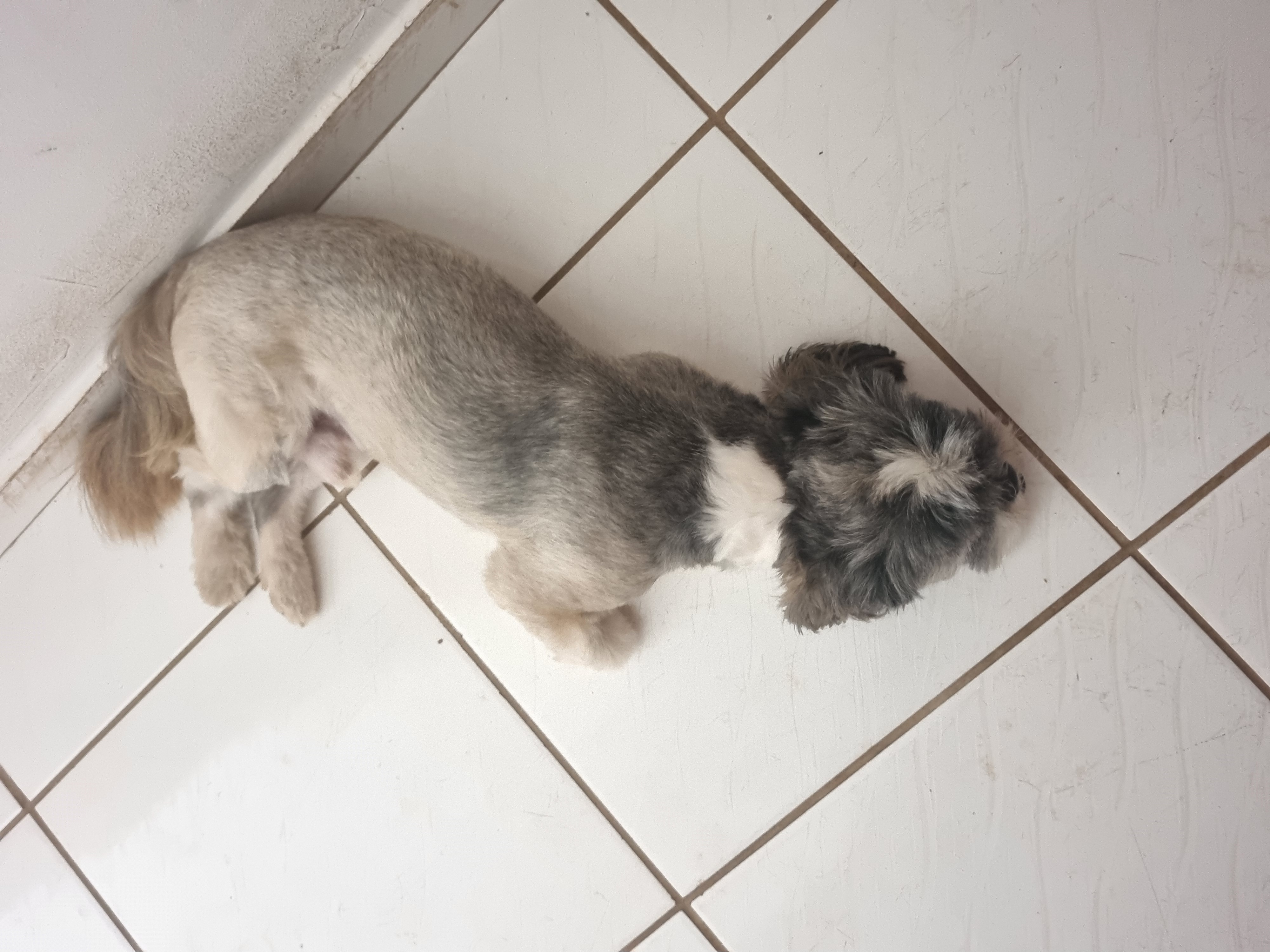 Portal Vendocão Shih tzu busca novo lar Cuiabá