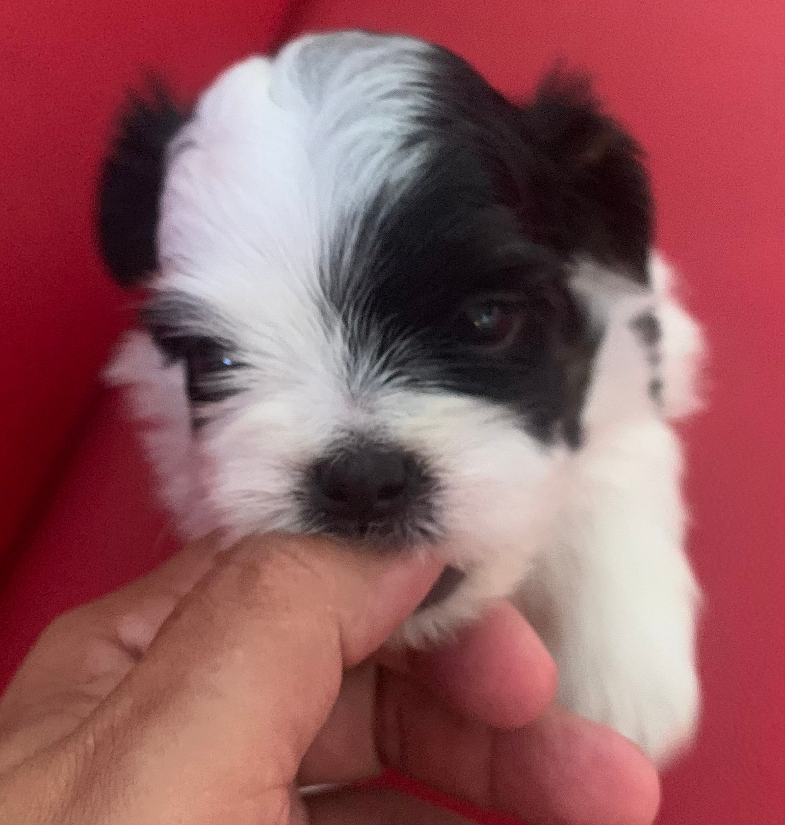 Vendo lindo e fortes filhotes shitszu  - Foto 2
