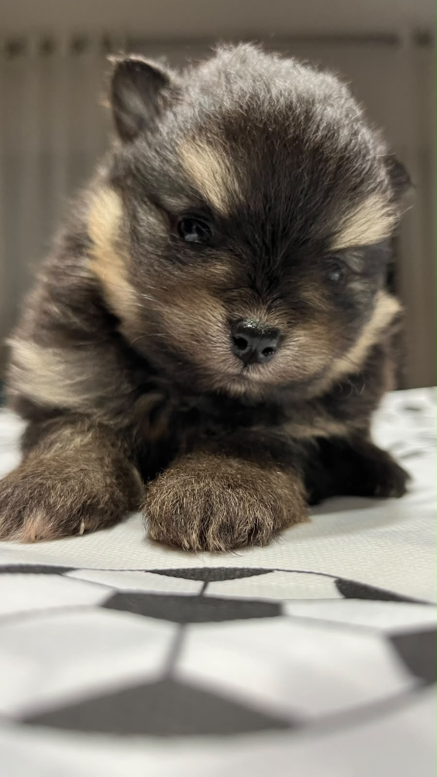 Filhotes de Spitz alemão  - Foto 2