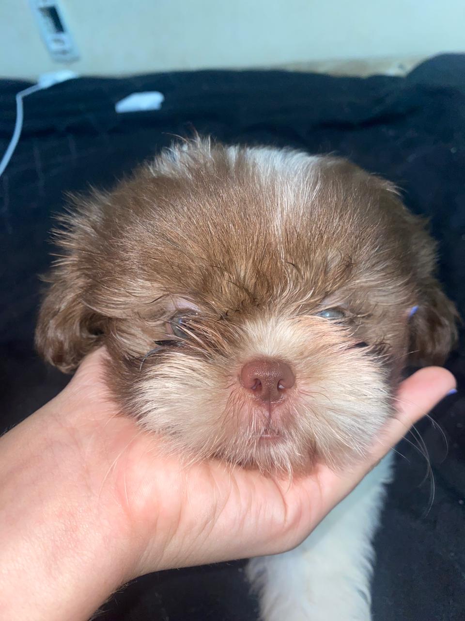 Portal Vendocão Vendo filhotes Shitzu  Araçatuba 