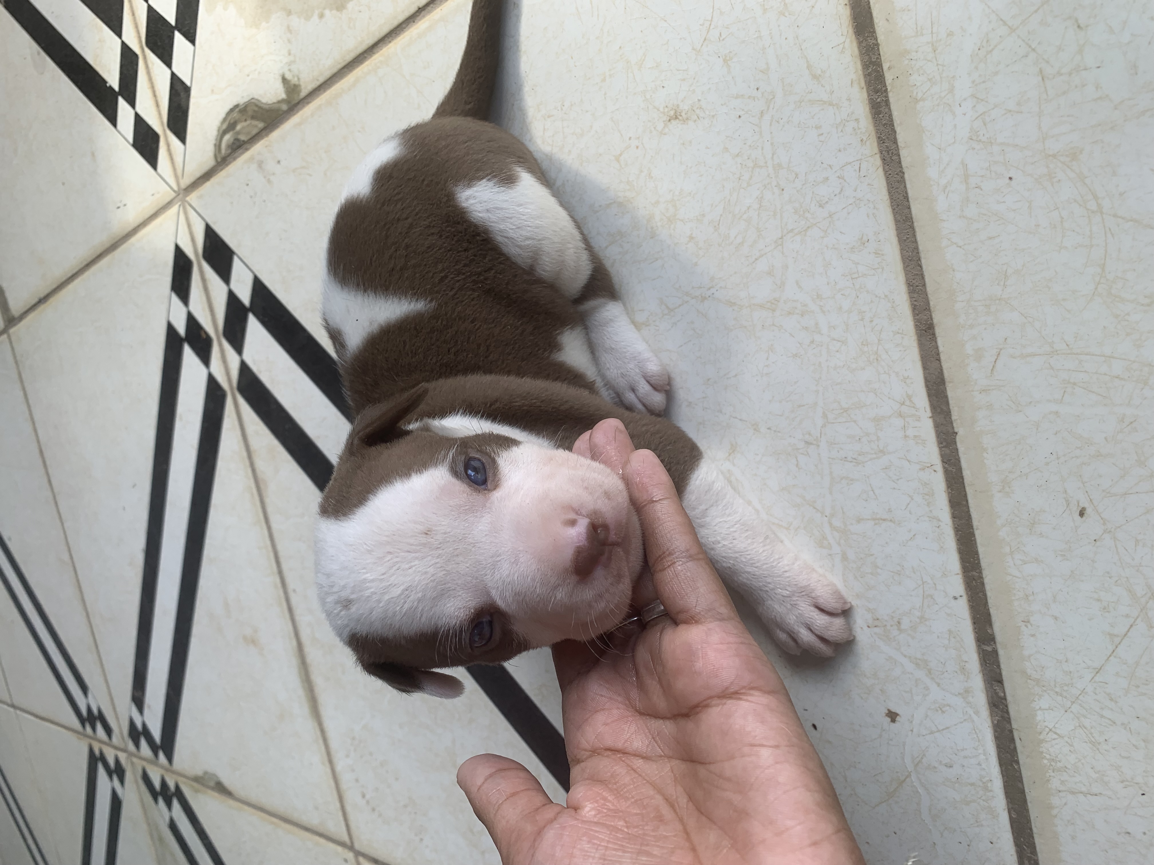 Portal Vendocão Filhotes de Pitbull Paraíso do Tocantins 