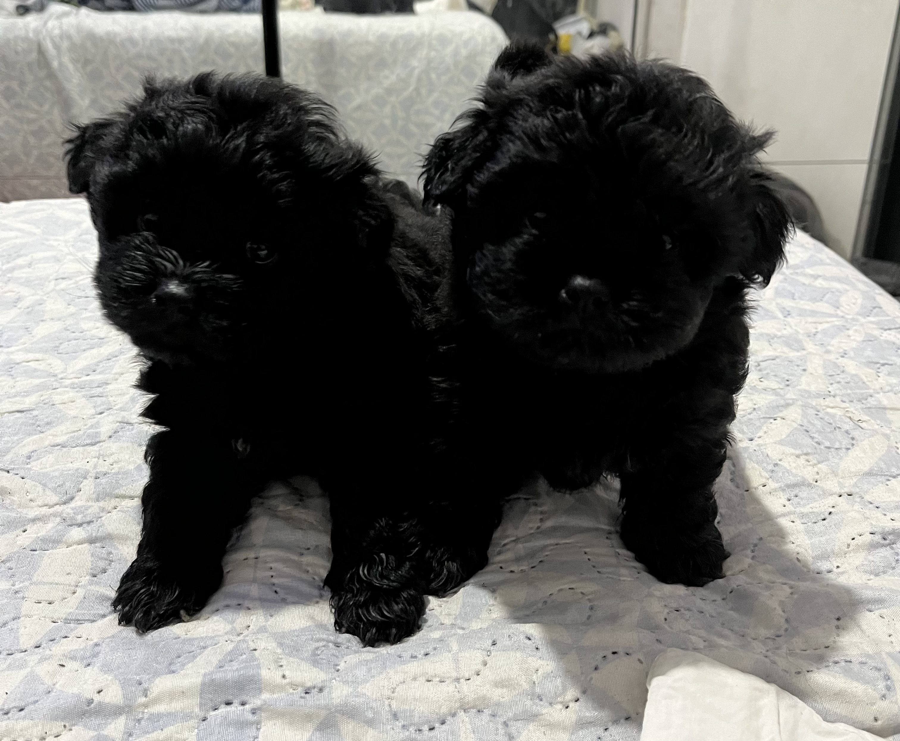 Portal Vendocão Vendo filhote de Chow Chow  Rio de Janeiro 