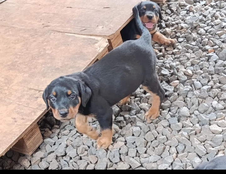 Portal Vendocão Vendo rottweiler  Uberlândia 