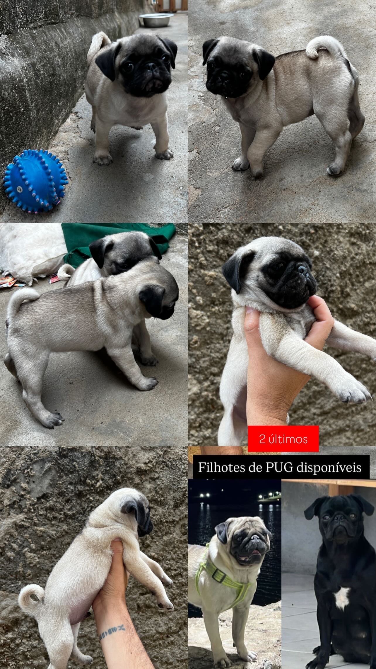 Filhote de Pug - Foto 1