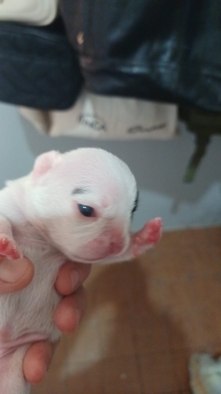 Buldogue Francês - Foto 2