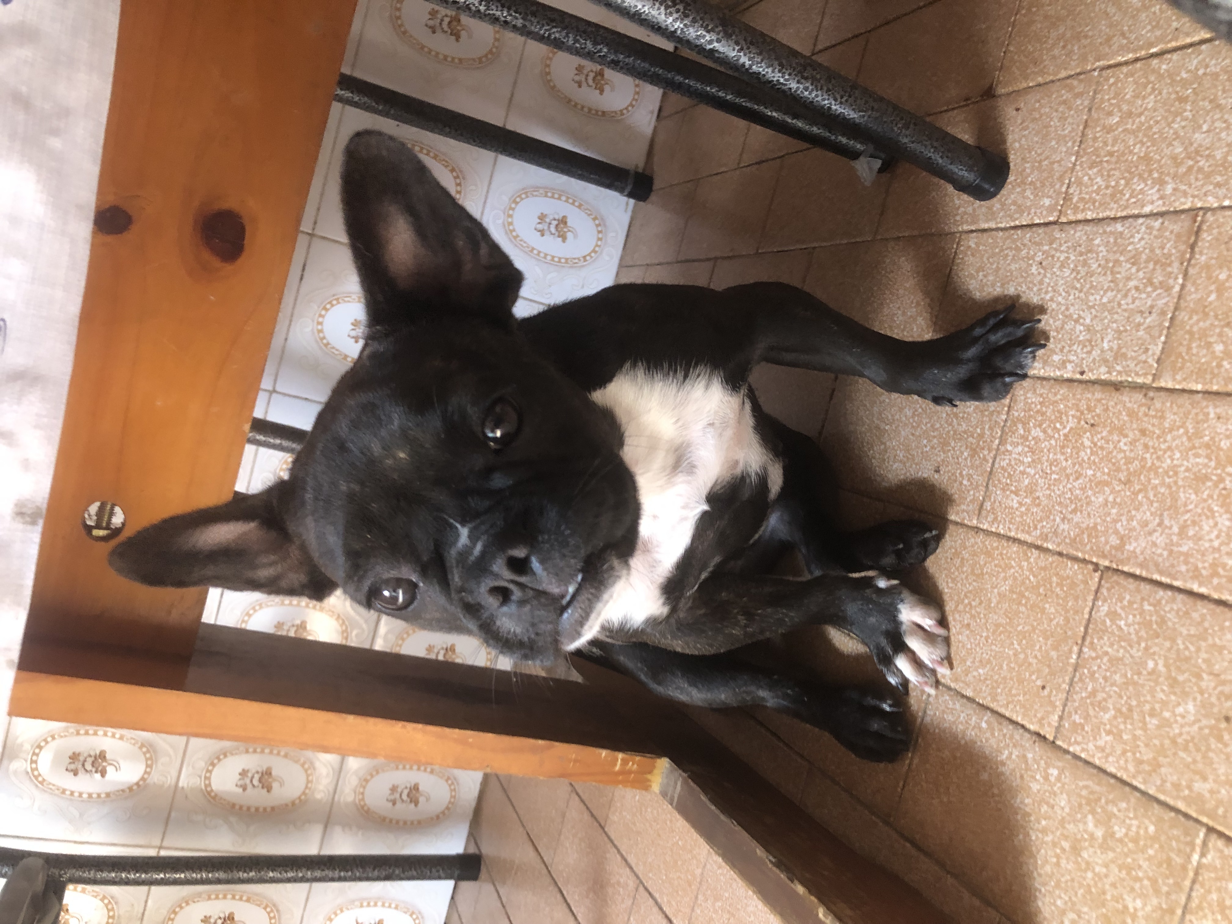 Buldogue francês fêmea  - Foto 2