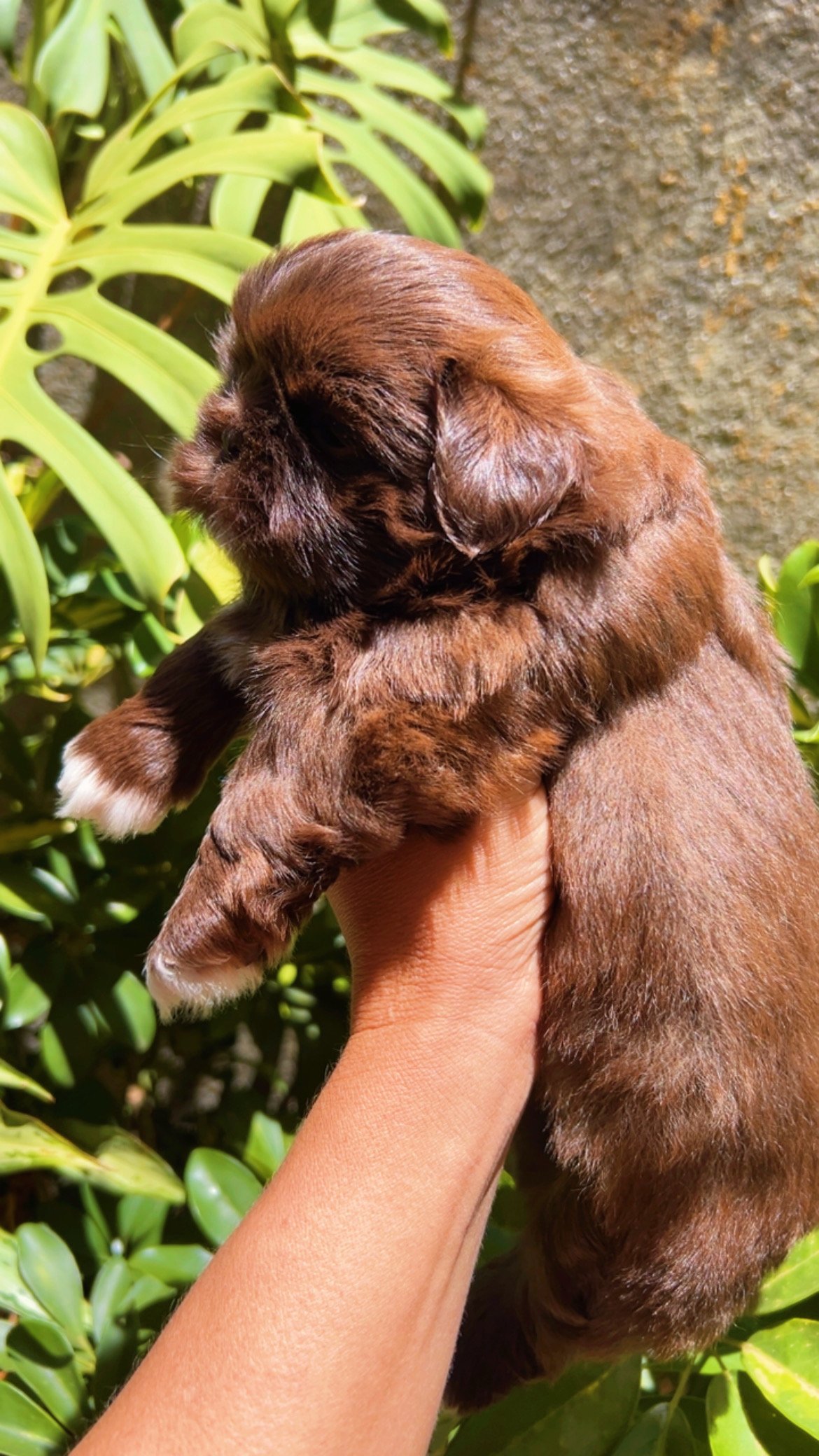 Shih tzu cocholate - Foto 2