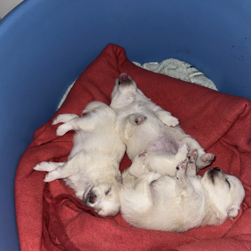 Spitz Alemão - Foto 2