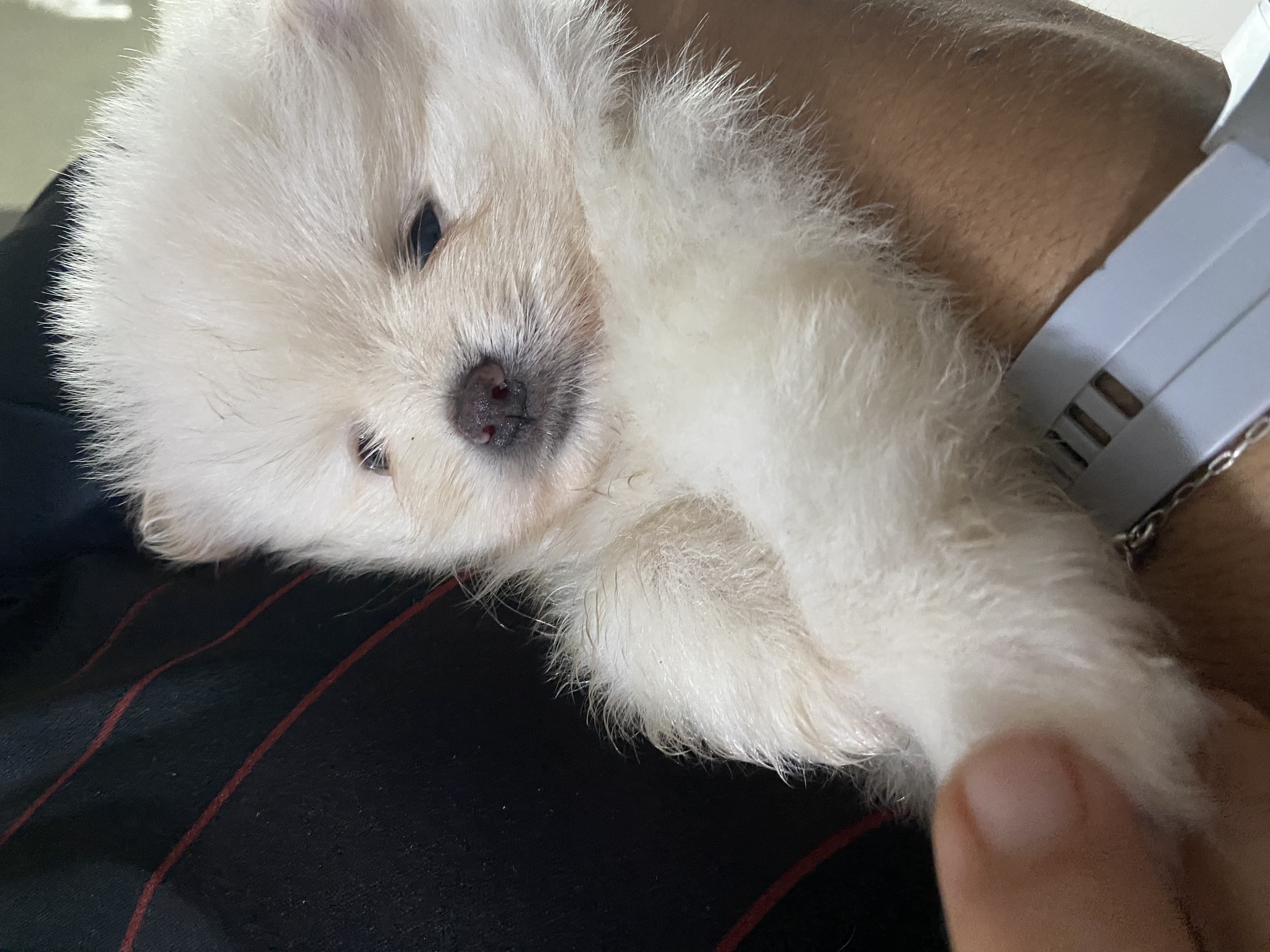Portal Vendocão Filhote de Lulu da Pomerania  Camutanga 