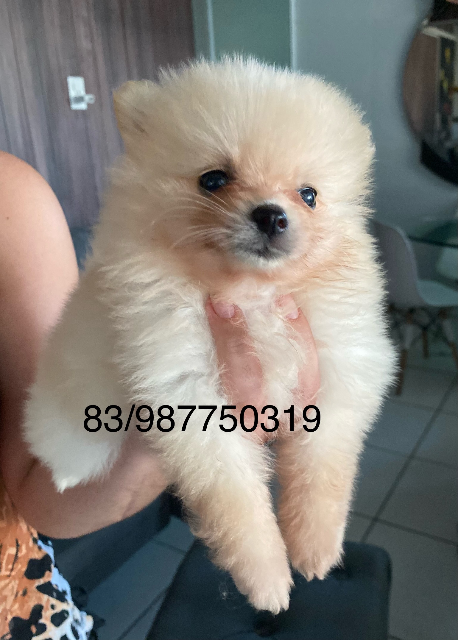 Portal Vendocão Spitz Alemão  João Pessoa 