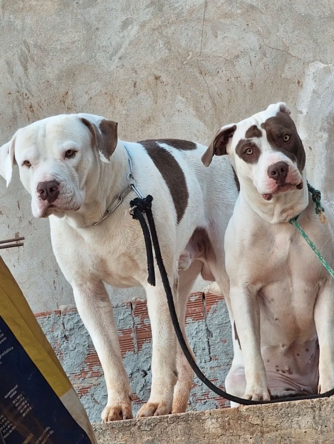 FILHOTE DE PIT BULL - Foto 1