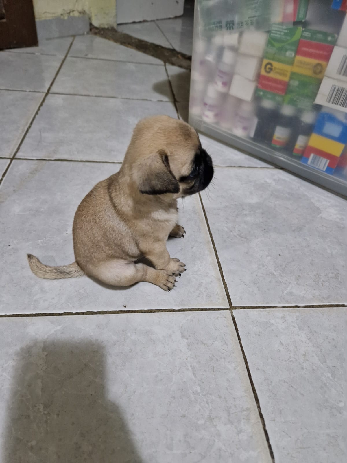 Portal Vendocão Filhote de Pug Fêmea  João Pessoa