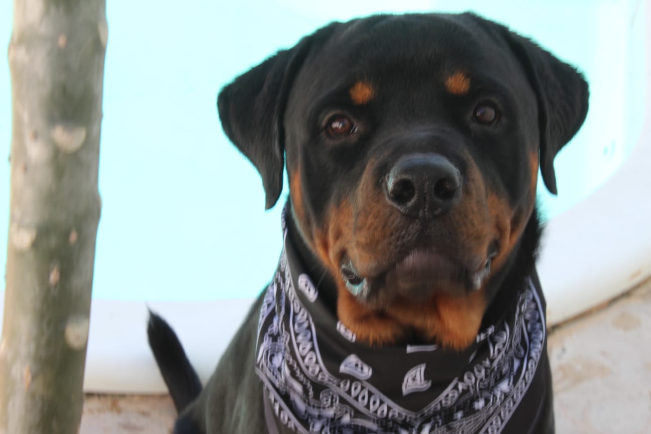 Portal Vendocão Filhotes de rottweiler  Fortaleza 