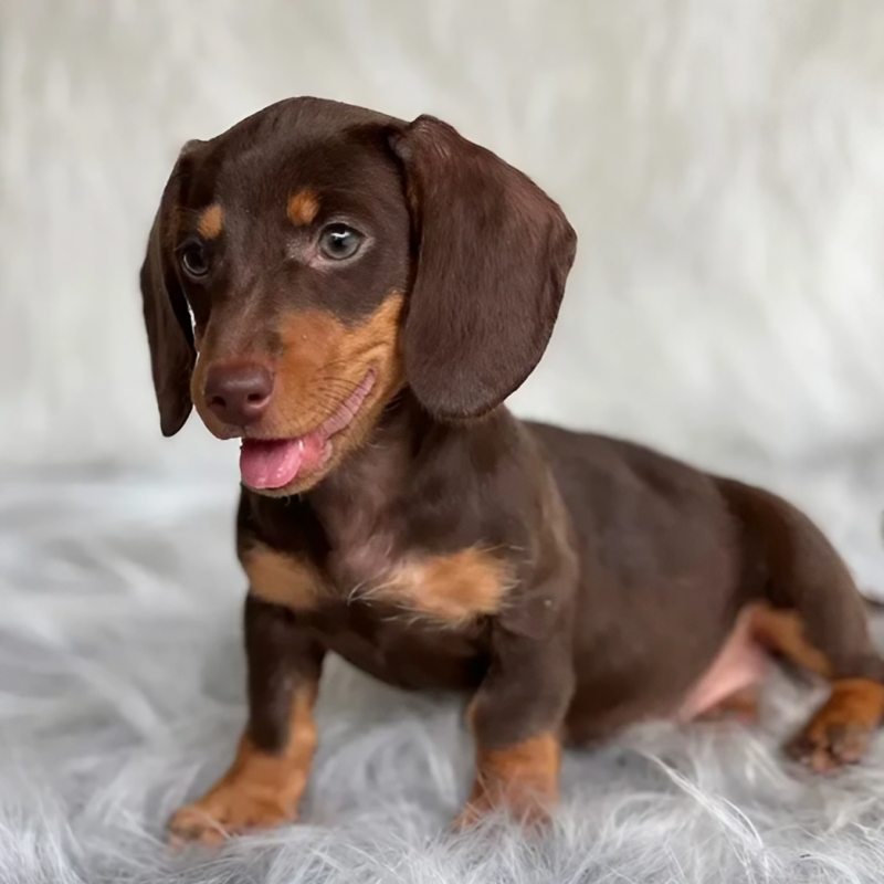 Cachorro Salsicha Dachshund chocolate
