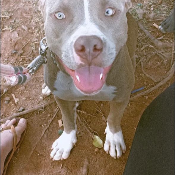 Pitbulls adultos e filhotes - Foto 4