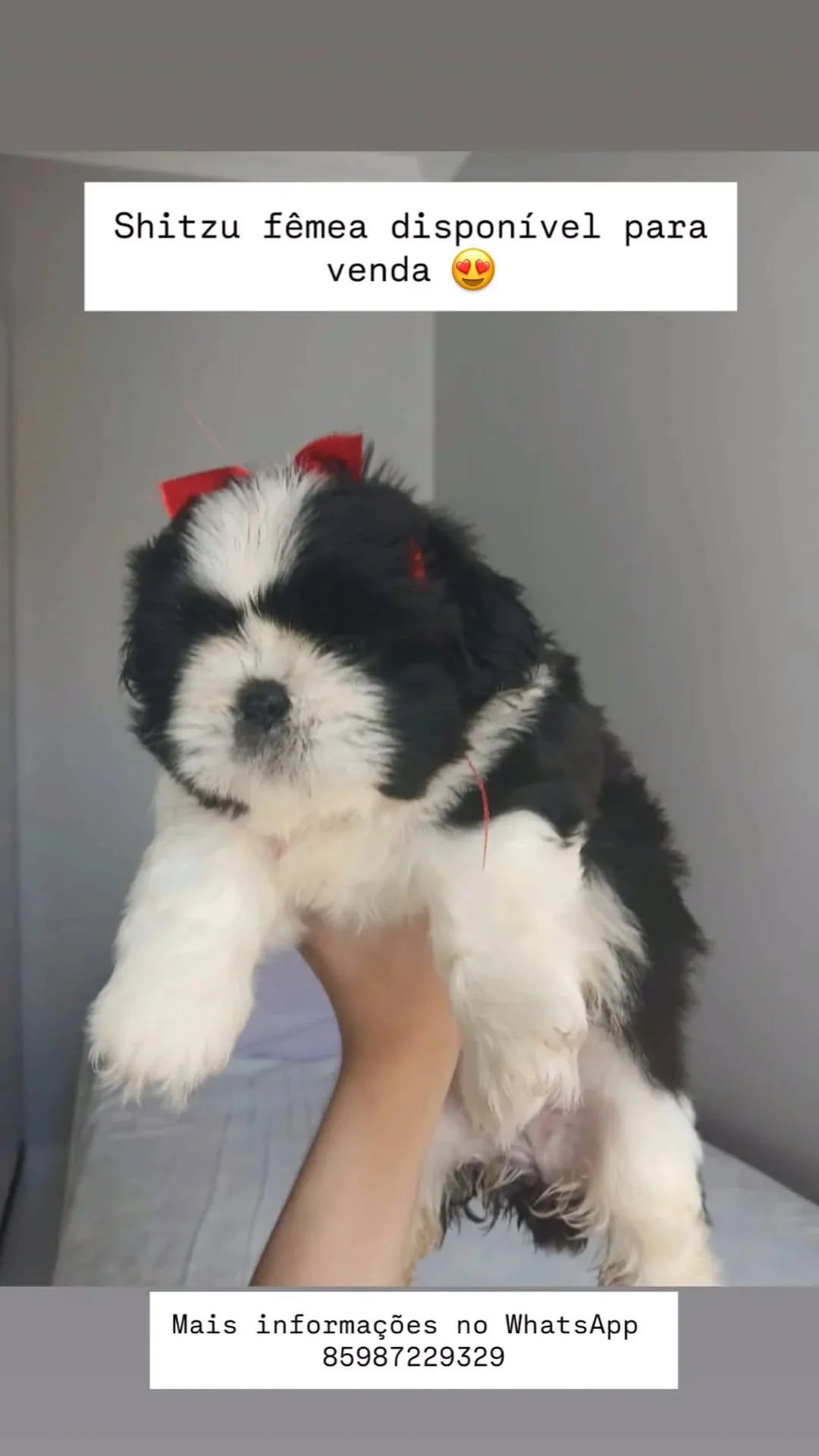 Portal Vendocão Shitzu fêmea Fortaleza