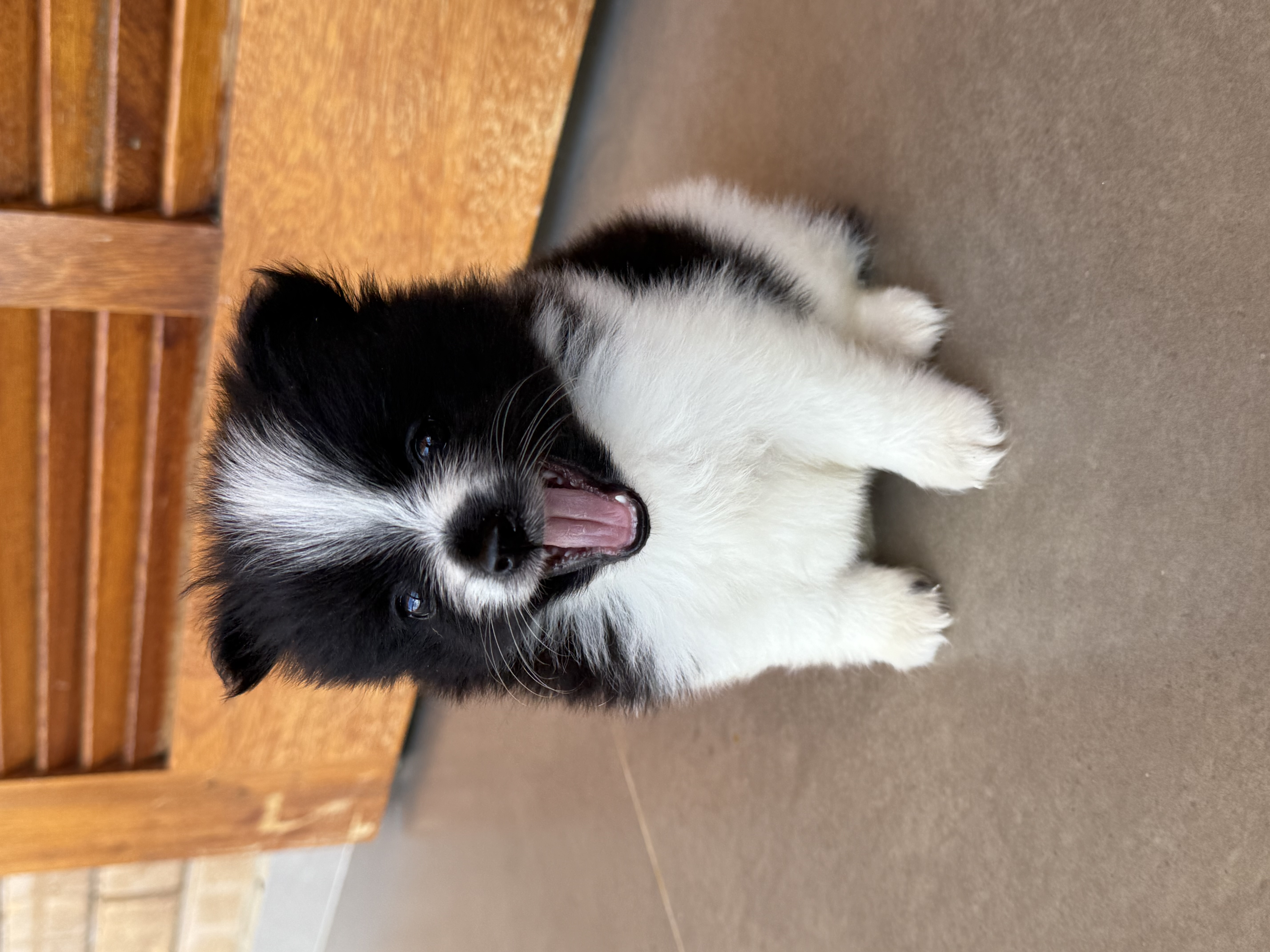 Filhote de Lulu da pomerania anao 