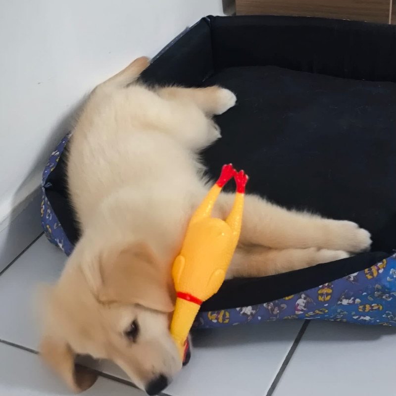 Filhote de golden - Foto 1