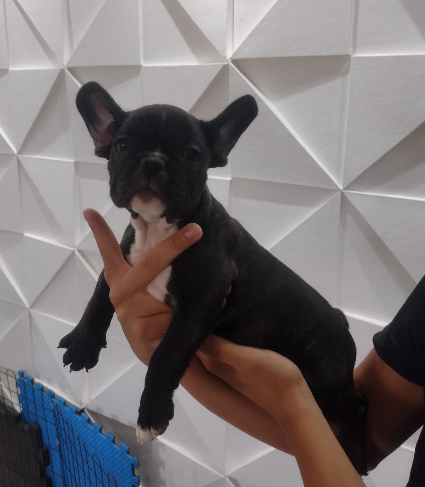 Portal Vendocão Venda buldogue francês macho RIACHO FUNDO II