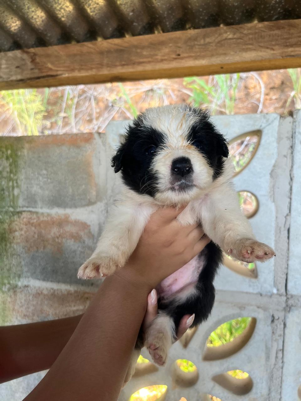 Portal Vendocão Vendo Border Collie machos e fêmeas Vila velha