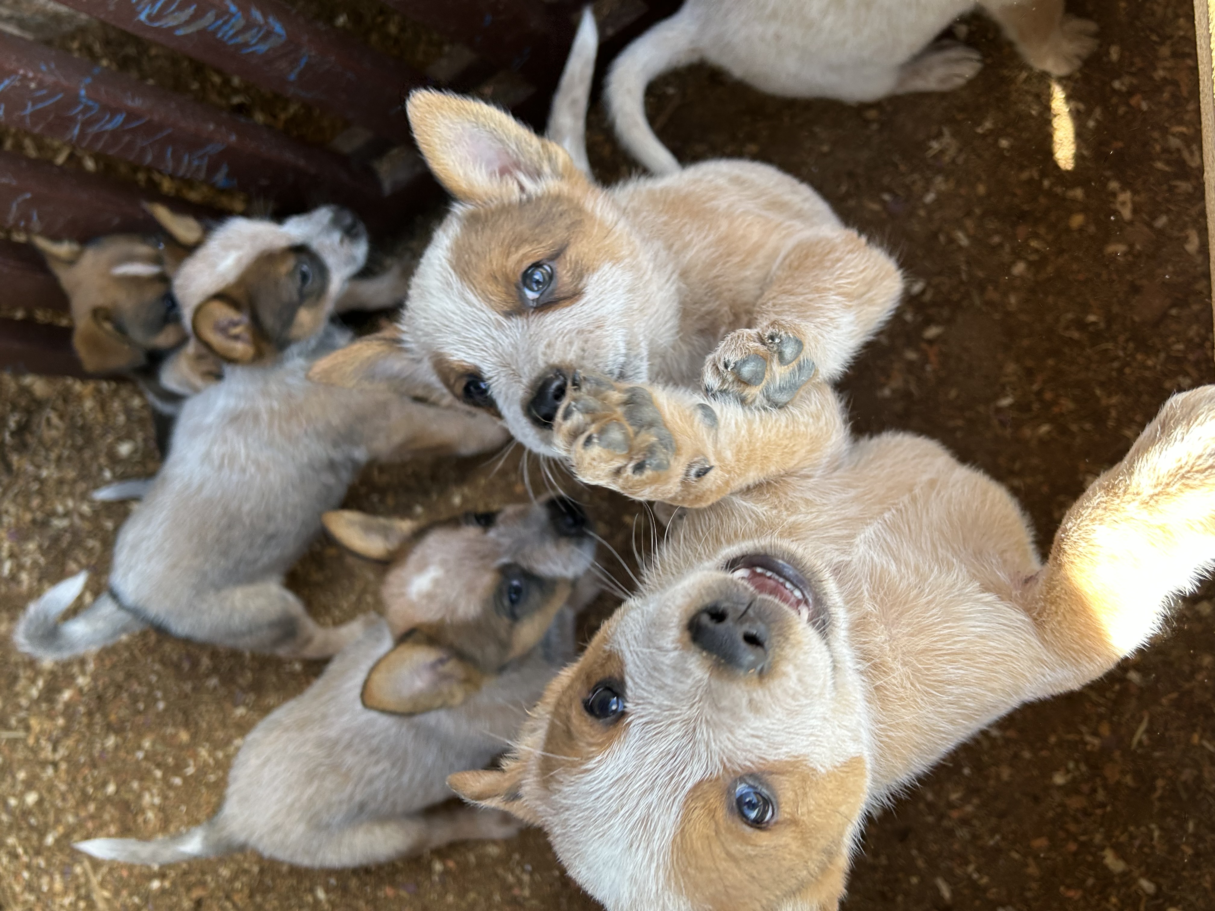 Portal Vendocão Filhotes de BLUE HEELER e RED HEELER  São João Del rei 