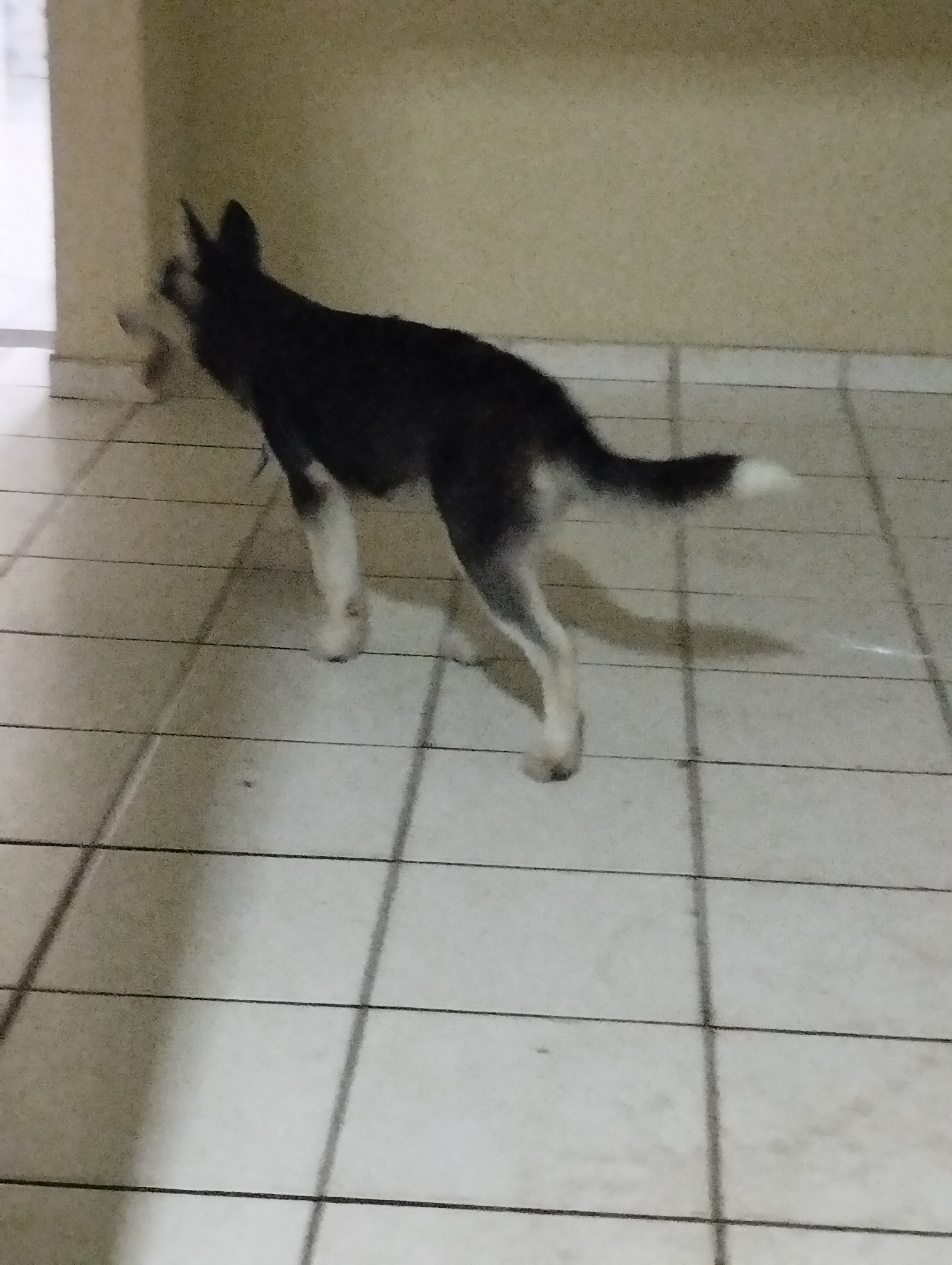 Portal Vendocão Husky Siberiano filhote  São Luís 
