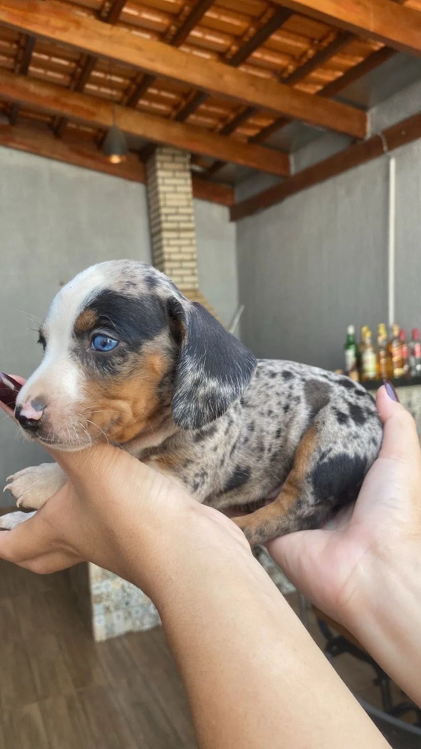 Vendo filhotes de Dashund salsicha  - Foto 3