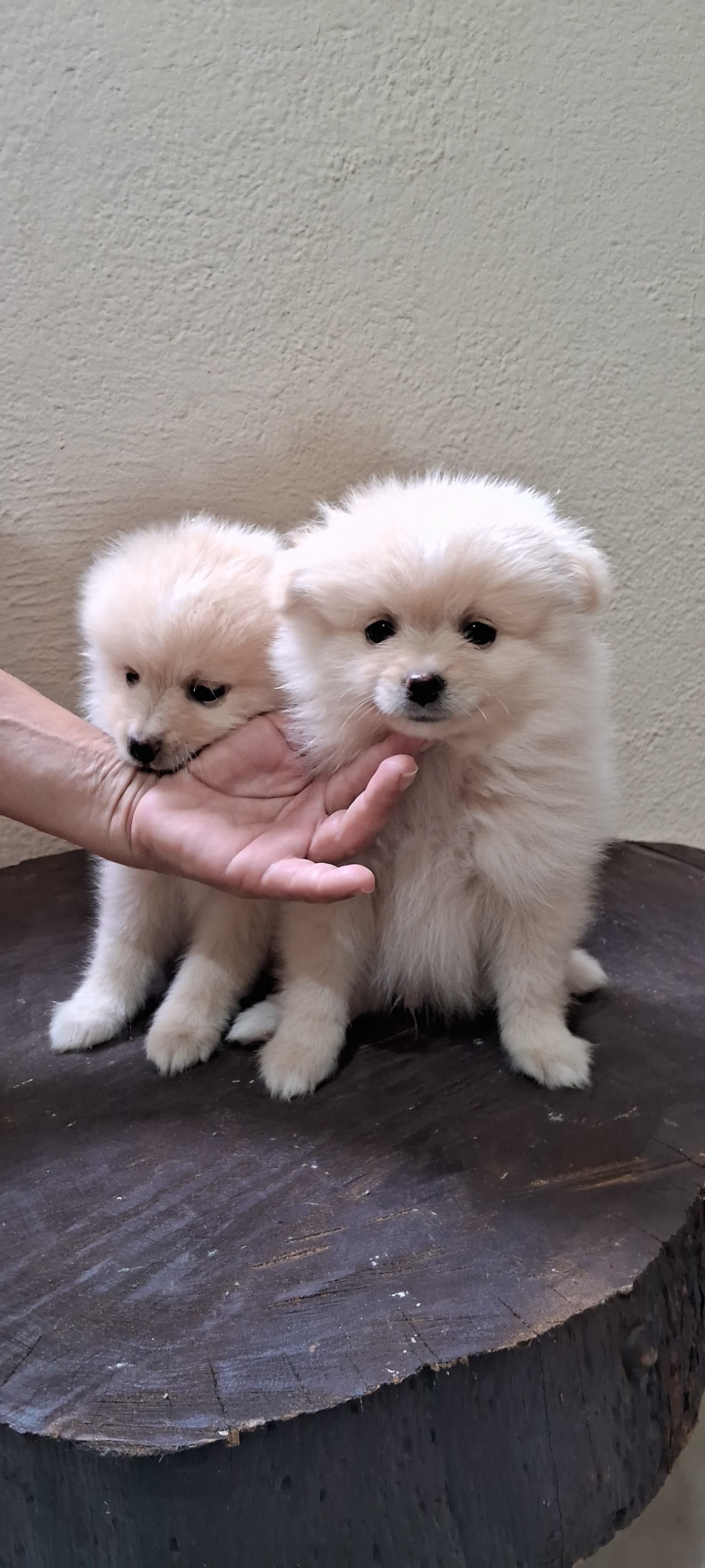 Portal Vendocão Lulu da pomerania  GUAXUPE